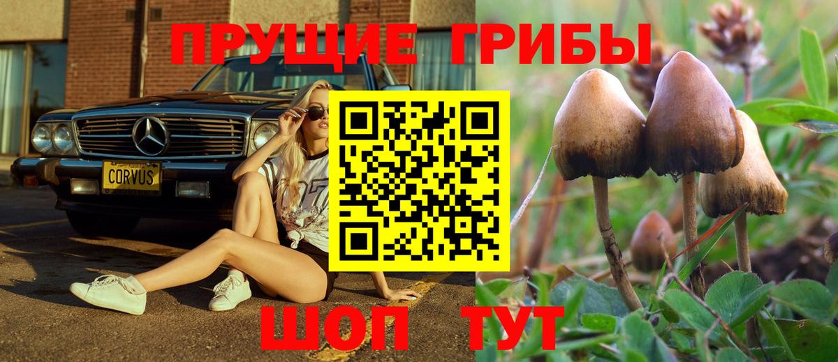 Псилоцибиновые грибы Psilocybine cubensis  Вход с VPN  Елизово 